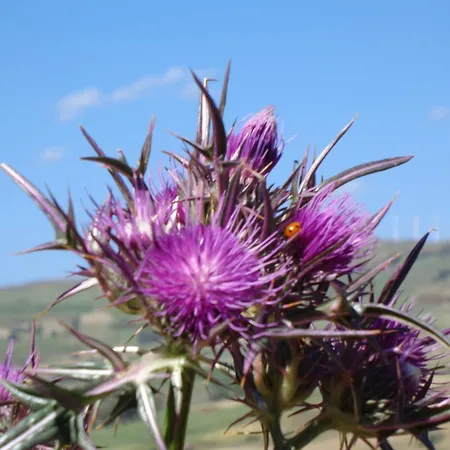 Alloggio per agriturismo San Pietro *